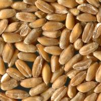 Sparkling Festival Abbateggio (PE)