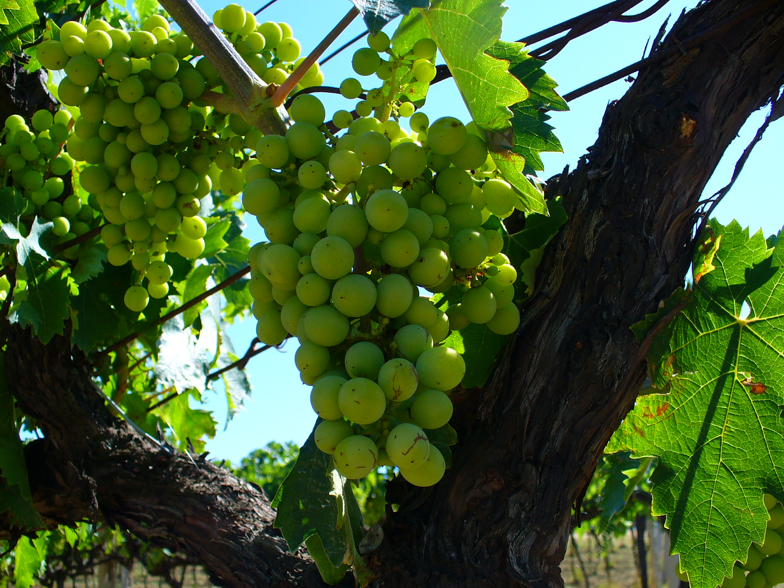 Trebbiano d Abruzzo grapes before veraison