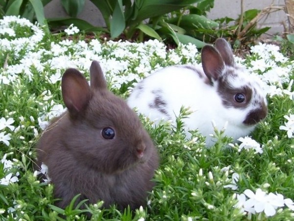 pictures of bunnies 600x451